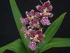 Oncidium Nanboh Waltz Boso Sweet AM/AOS Orchid Plant