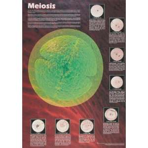 American Educational JPT T92 Meiosis Poster  Industrial 