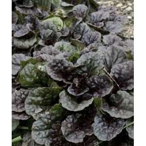   reptans Black Scallop Bugleweed Plant, 4 Patio, Lawn & Garden