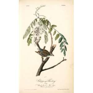   John James Audubon   24 x 40 inches   Chipping Bunt