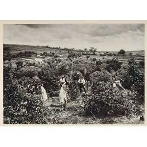  1931 Workers Coffee Plantation Plantacao Cafe Brazil 