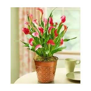  Charming Pink Calla Lilly: Home & Kitchen