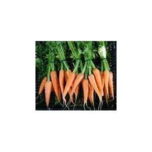  100 heirloom chantenay carrots seeds 