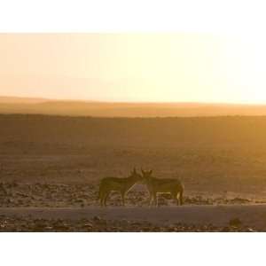  Black Backed Jackals, Skeleton Coast, Namibia, Africa 