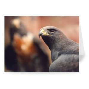  Jackal Buzzard   Greeting Card (Pack of 2)   7x5 inch 