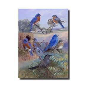  Three Species Of Bluebird And A Catbird Giclee Print: Home 