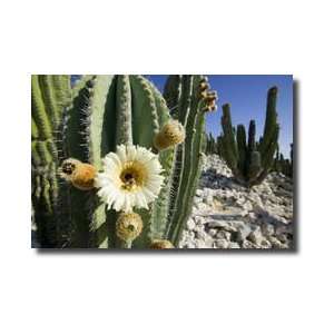  Cardon Cactus Flowers Pollinated By Bees San Pedro Martir 