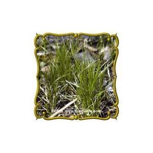  Common Oak Sedge (Carex pensylvanica) Jumbo Wild Grass 