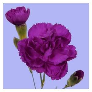 Purple Spray Carnations 160  Grocery & Gourmet Food