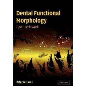   Morphology How Teeth Work [Paperback] Peter W. Lucas Books