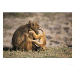 Chacma Baboon, Female Grooming Youngster, Southern Africa 