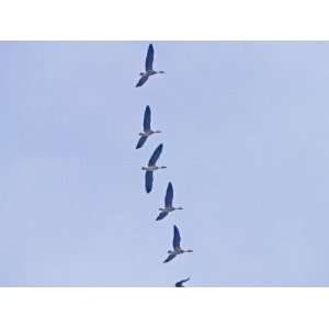 China, Jiangxi Province, Poyang Lake, Swans and Geese in Flight Animal 
