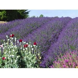  Lavender Field and Poppies, Sequim, Olympic National Park 