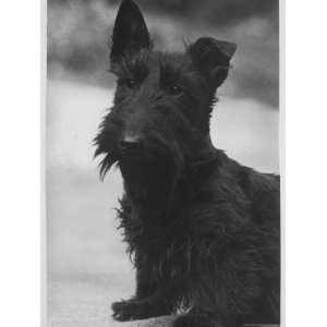 Head Study of an Unnamed Scottie with a Floppy Ear. Owner Cross 