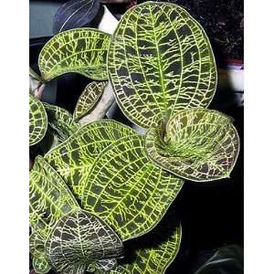 Brown/Gold Macodes Jewel Orchid Plant Grocery & Gourmet Food