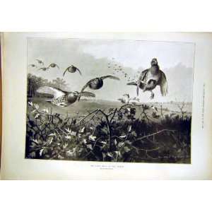   Grouse Shooting Season Drive Hunt Birds Thorburn 1897: Home & Kitchen