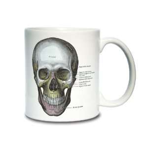  Grays Anatomy Skull Coffee Mug 