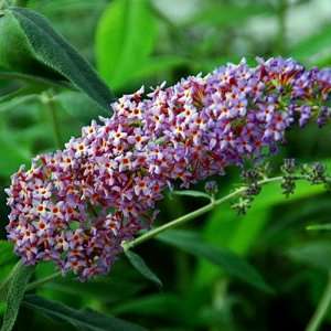   Blueberry Cobbler Butterfly Bush   Buddleia   Potted: Patio, Lawn