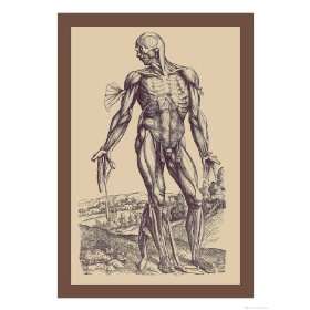   Muscles Giclee Poster Print by Andreas Vesalius, 24x32: Home & Kitchen
