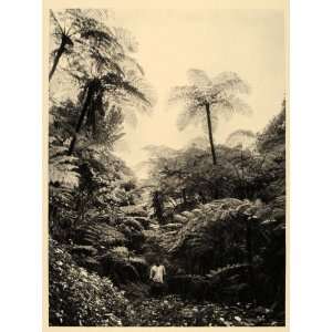  1930 Tree Ferns Mount Cameroon Africa African Landscape 