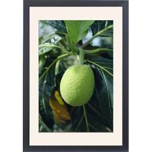  Close up of breadfruit, Barbados, West Indies, Caribbean 