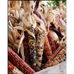  Fall Harvest Indian Corn/ Print 