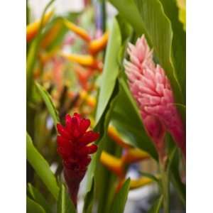 Red Ginger flowers, Seafront Market, St Paul, Reunion Island, France 