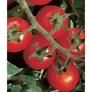  Tomato, Chadwick Cherry Organic 1 Pkt. (30 seeds) Patio 