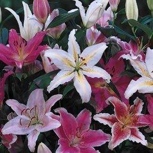  10 Bulb Oriental Lily Collection   Beautiful & Fragrant 