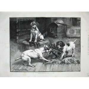  1885 Dadd Fine Art Puppy Dogs Playing Gloves Animals: Home 