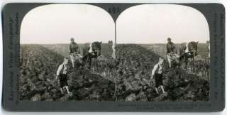 Stereoview~A Russian Peasant Plowing his field~Russia  