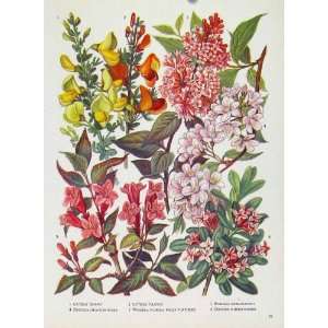  Cytisus Daphne Plant Flower Old Print Color Fine Art