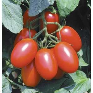 Davids Red Hybrid Plum Tomato Juliet (Solanum lycopersicum) 10 Seeds 