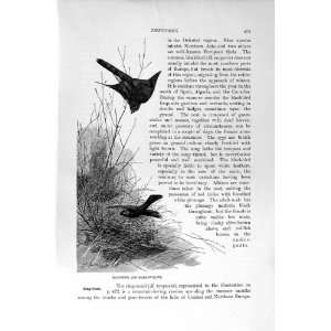   NATURAL HISTORY 1894 95 BLACKBIRD SPARROW HAWK BIRDS