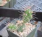 Opuntia Santa Rita Type 36 Round Mauve Pads Cactus items in 