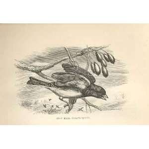  Snow Bird 1862 WoodS Natural History Bird Engraving