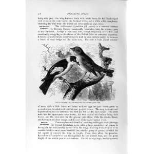   HISTORY 1894 95 RED BREASTED FLY CATCHERS BIRDS: Home & Kitchen