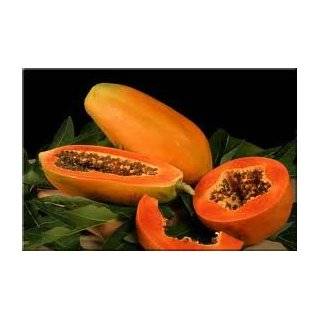  Papaya 10 Seeds/Seed   Carica papaya   Fruit: Patio, Lawn 