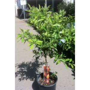 Seedless Kishu Mandarin Orange Tree, Five Gallon Container 