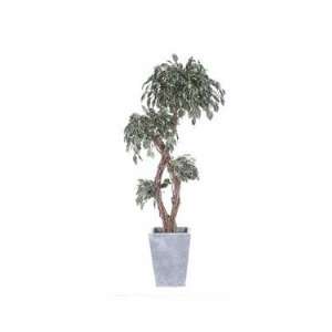    Silk Trees, Fig Exotica Double Liana Grcr   6 Ft.: Home & Kitchen