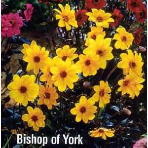  Bishop of York Dark Leaf Dahlia Bronzed 1 Tuber Patio 