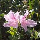 Azalea, George Tabor, TEN plants, White/Pink