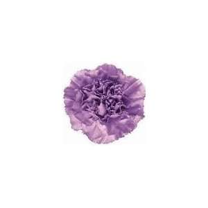  Lavender   Standard Carnations   175 stems Arts, Crafts 