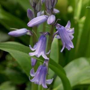  Hyacinthoides hispanica Blue   8 to 9 cm, 100 Bulbs: Patio 