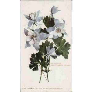   CO   The Columbine, State Flower of Colorado 1900 1909