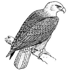    6 inch x 4 inch Greeting Card Line Drawing Eagle: Home & Kitchen