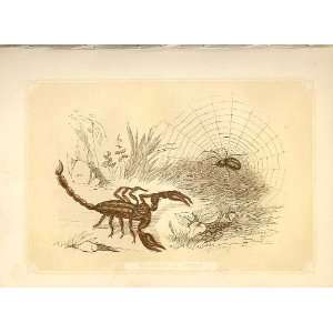  Scorpion & Spider 1860 Coloured Engraving Sepia Style 