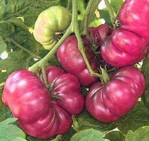 Purple Calabash Tomato 25 Seeds  