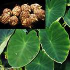 10 dwarf green taro bulbs koi bog pond tropical plant
