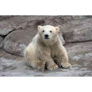  The Small Polar Bear Sits on Stones   Peel and Stick Wall 